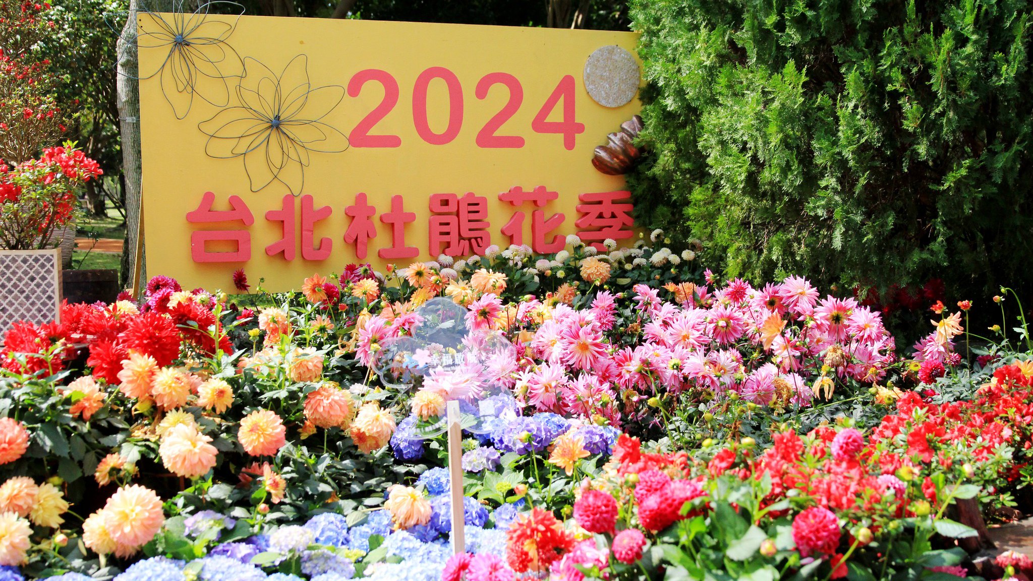 大地回春，大安森林公園迎來了2024年杜鵑花季！