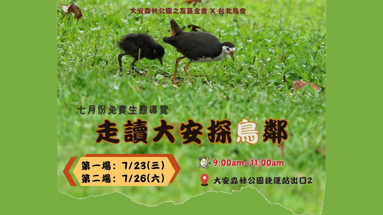 白腹秧雞一家親七月．盛夏綠蔭下的鳥語呢喃 —— 大安走讀探鳥鄰