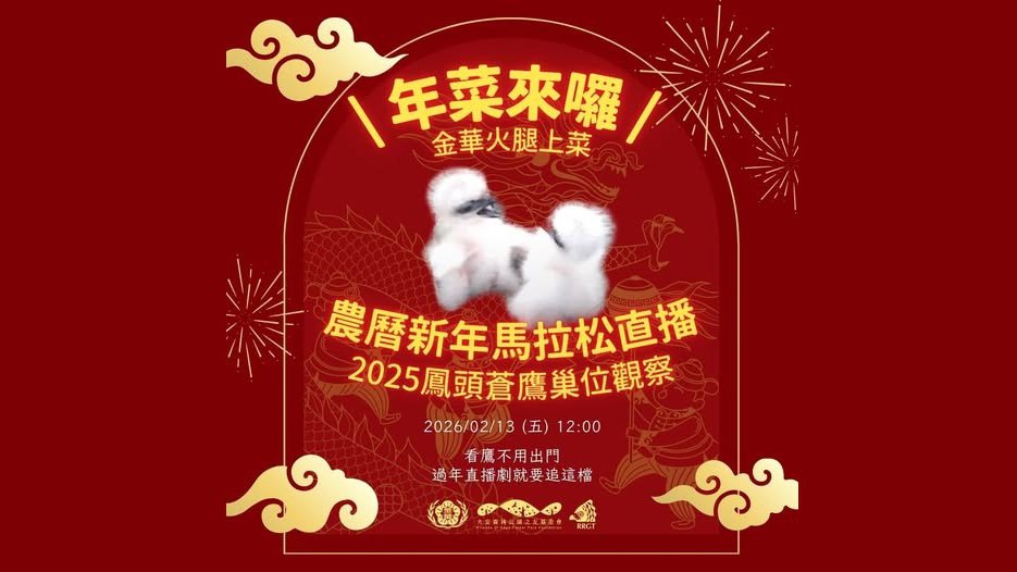 2/13 (五) 12:00將重播2025大安「區」鳳頭蒼鷹巢位直播，讓金華火腿陪您過好年