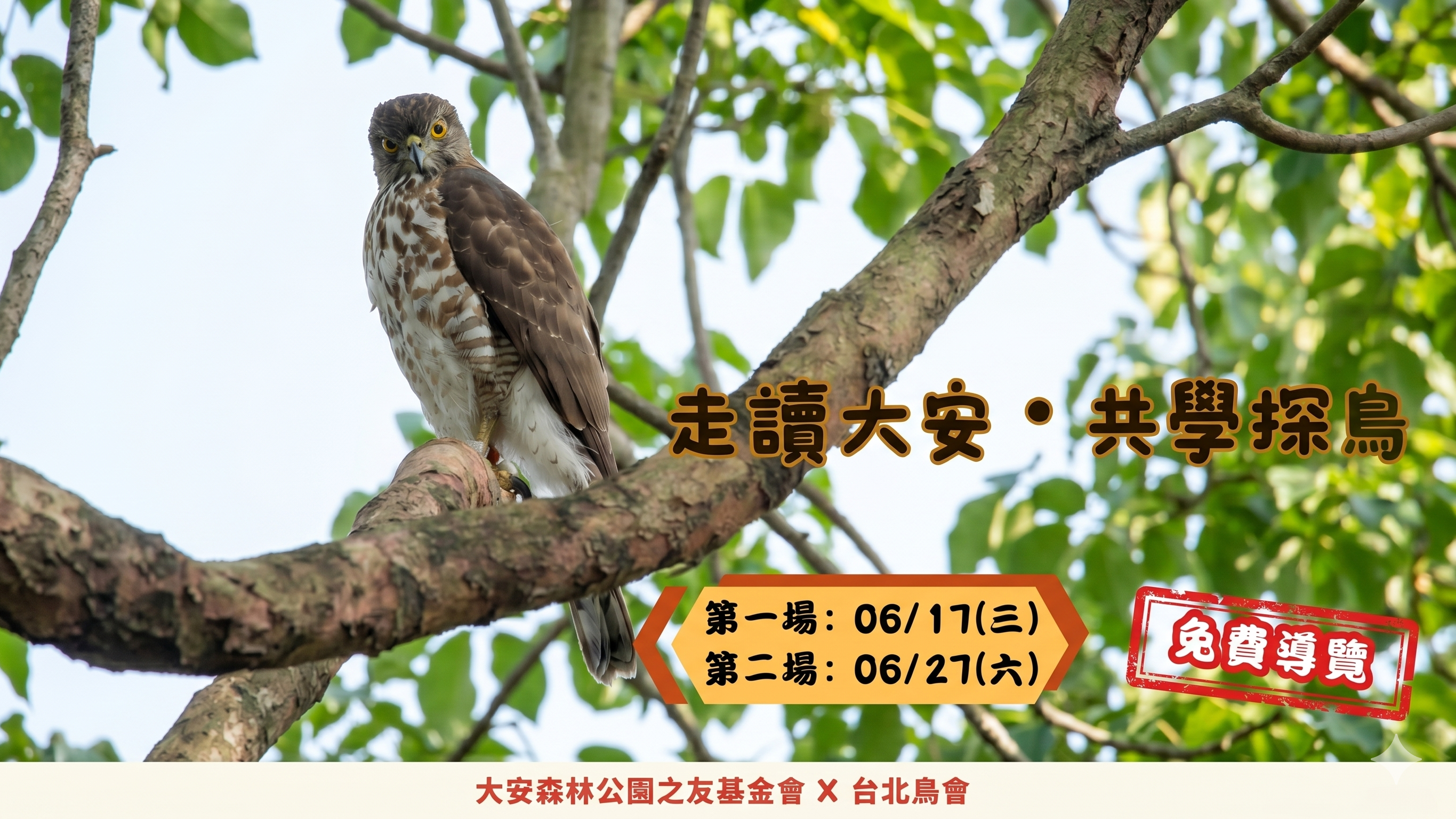 2026 走讀大安 共學探鳥｜六月實境秀場次
