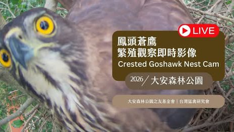 大安森林公園鳳頭蒼鷹育雛直播 2026鳳頭蒼鷹育雛直播，網址變更