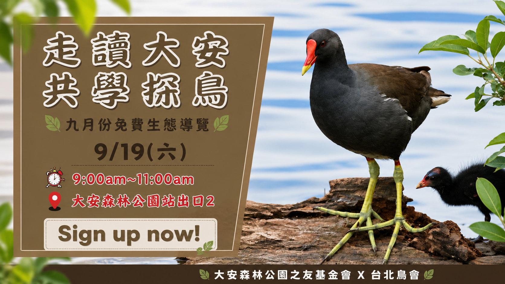 走讀大安共學探鳥 2026年9月份免費生態導覽 9/19(六)